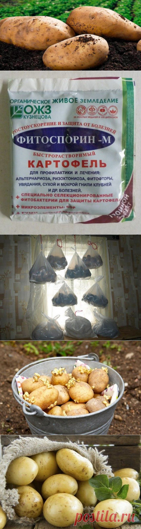 Чем обрабатывать картофель перед посадкой от болезней