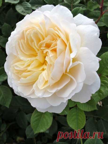 ~Rosa 'Crocus Rose'  
flickr от Susan R~   |  Pinterest: инструмент для поиска и хранения интересных идей