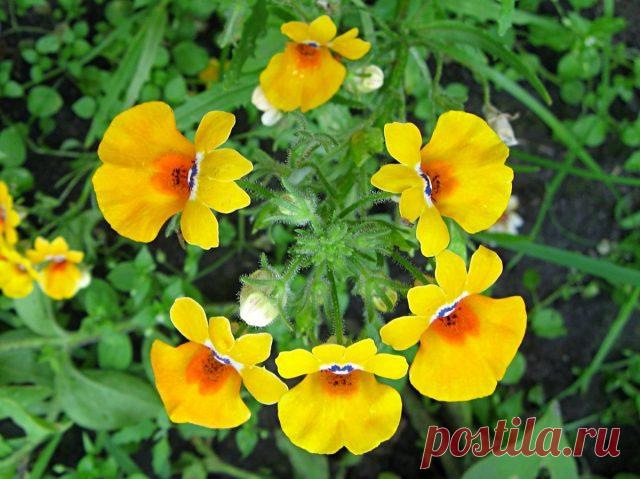 Немезия зобовидная (Nemesia strumosa)