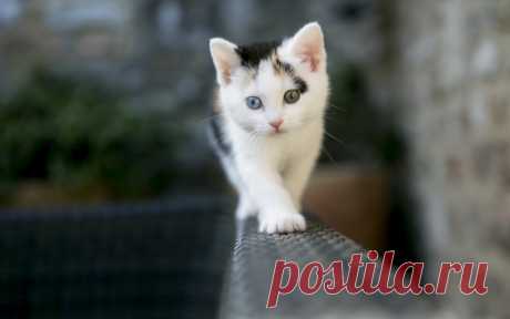 Котики для души