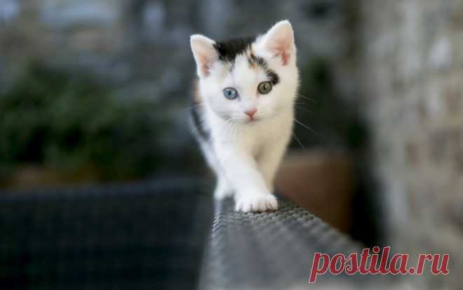 Котики для души
