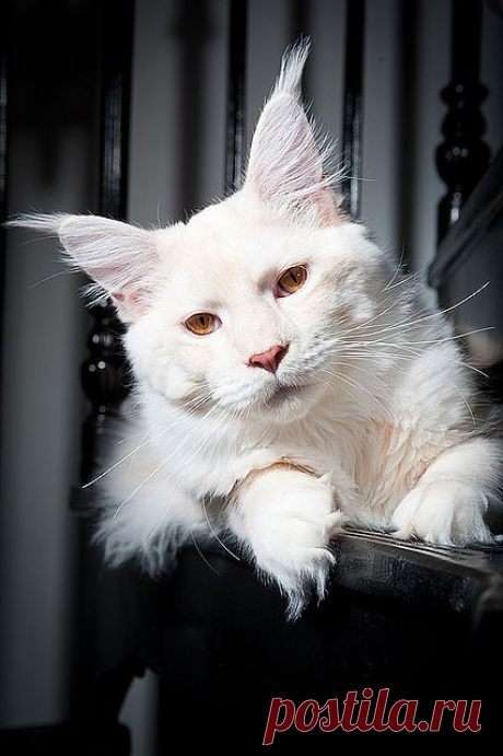 Barley | Flickr - Photo Sharing! White Maine Coon