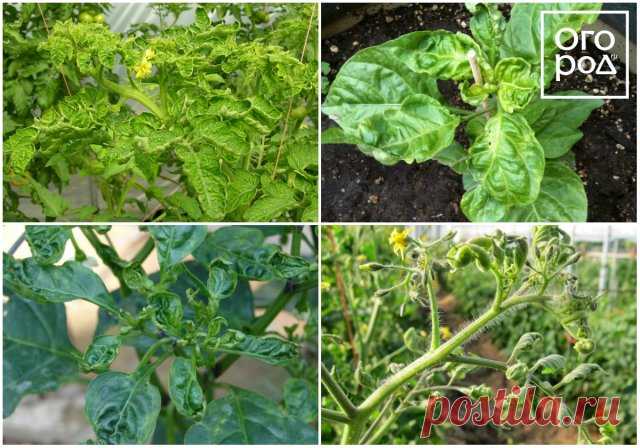 Почему у помидоров и перца скручиваются листья и что нужно делать? | Томаты (Огород.ru)