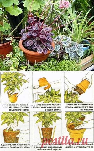 Как пересаживать купленные цветы, как пересадить купленный цветок