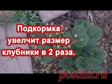 Эта подкормка увеличит размер клубники. Вносим в Мае, прет прямо на глазах. Натураьная подкормка.
