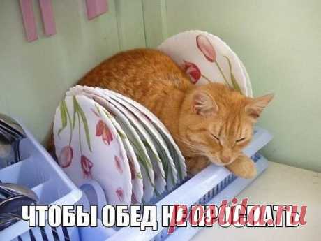 (29) Наши любимые животные