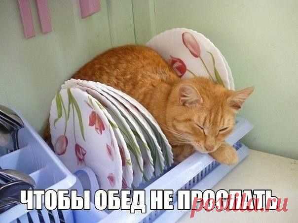 (29) Наши любимые животные