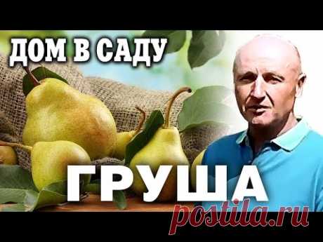 Груша Рогнеда: описание и основные характеристики сорта