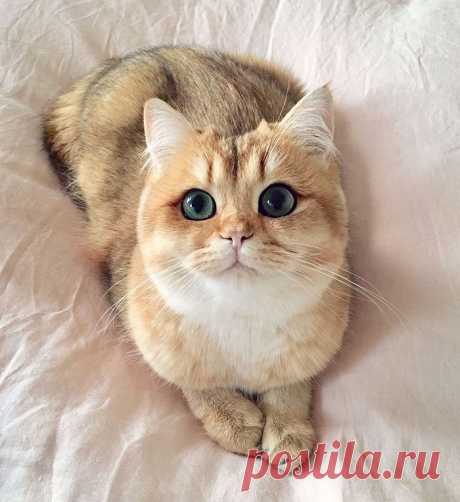 милые котики рисунки - Поиск в Google