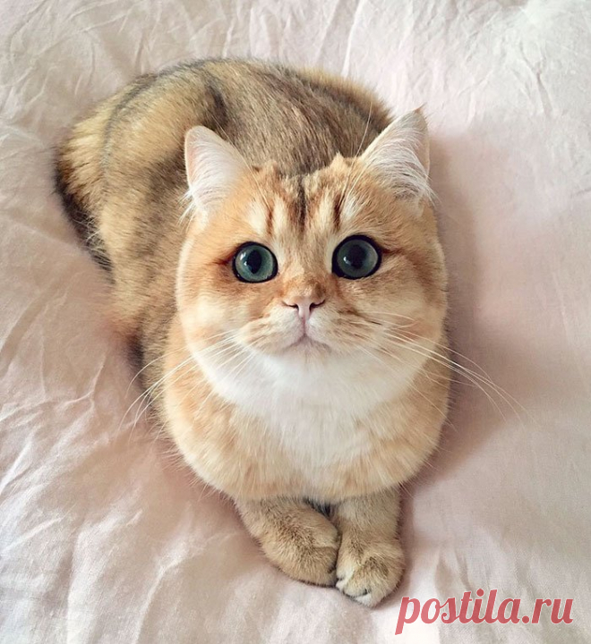 милые котики рисунки - Поиск в Google