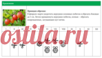 КАЛЕНДАРЬ ОБРЕЗКИ ЯГОДНЫХ КУСТАРНИКОВ