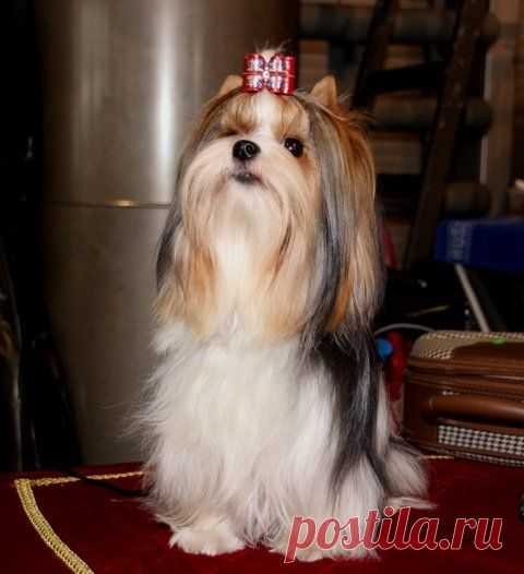 Питомник "Диволс"(Москва) - Страница 72 - Планета Биверов