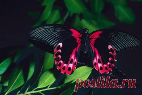 Бабочки.
Это цветы, которые сорвал ветер.