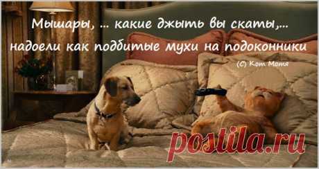 Блог Кота Моти.: НизнаюЧоКлипать
Блог Кота Моти.: НизнаюЧоКлипать
...Аргентинская синагога лепит чо то супротив наших . Так как вся власть в Аргентине управляется напрямую из Тель-Авива , о чом я вам сто разов клипал, то всё чо квакают из Аргентины и всё чо там слепют - сие исключительно Тель-Авив .Это надо понять и во всех дальнейший провокацыях сразу это иметь в виду . По всей вероятности суки лепют подставу к выборам, повторюсь , если слепют - это Тель-Авив .
