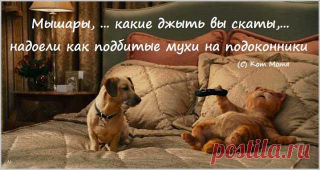 Блог Кота Моти.: НизнаюЧоКлипать
Блог Кота Моти.: НизнаюЧоКлипать
...Аргентинская синагога лепит чо то супротив наших . Так как вся власть в Аргентине управляется напрямую из Тель-Авива , о чом я вам сто разов клипал, то всё чо квакают из Аргентины и всё чо там слепют - сие исключительно Тель-Авив .Это надо понять и во всех дальнейший провокацыях сразу это иметь в виду . По всей вероятности суки лепют подставу к выборам, повторюсь , если слепют - это Тель-Авив .