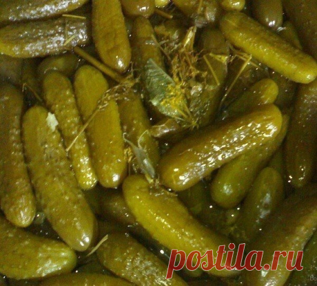 Продолжение доступно всем !
Рекомендуем ПОДПИСАТЬСЯ !

Соленые огурцы (как из бочки) в пластиковой бутылке. Этот рецепт очень простой,даже для ленивых хозяек))) Огурцы получаются солено-квашенные, как из бочки.

В пустую 5-литровую пластиковую бутылку кладем промытые зонтики укропа, листья черной смородины,вишни, хрена (я добавляю еще немного кусочков корня хрена, так получается острее), 2 головки чеснока (очищенные и разобранные на дольки), горький красный перец (0,5-1 шт...