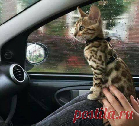 Путеводитель.