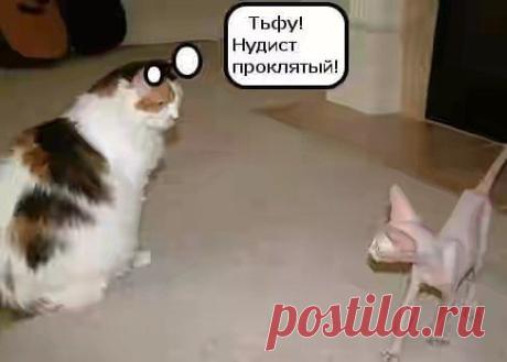 звериный позитив