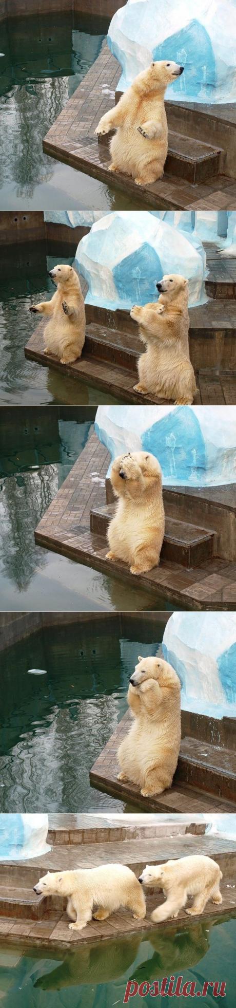 Белые медведи в зоопарке Новосибирска.