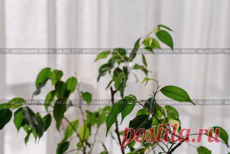 Ficus houseplant part, window with light tulle curtains background Стоковое фото, фотограф Ilaronsia / Фотобанк Лори