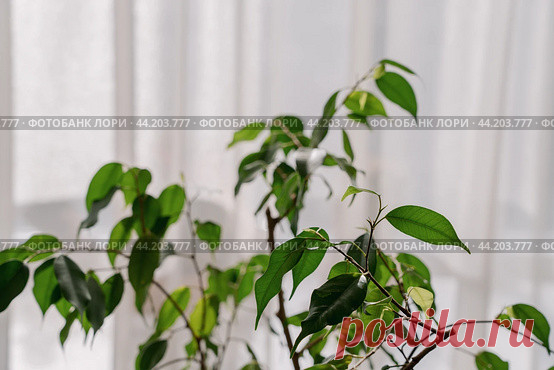 Ficus houseplant part, window with light tulle curtains background Стоковое фото, фотограф Ilaronsia / Фотобанк Лори