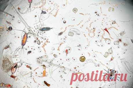 Шок! Так выглядит капля морской воды, увеличенная в 25 раз