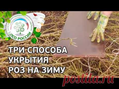Обрезка роз осенью. Три способа укрытия роз на зиму.