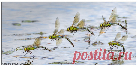 Emperor Dragonfly (f) flies right to left between egg laying sites Montage of 5 shots
