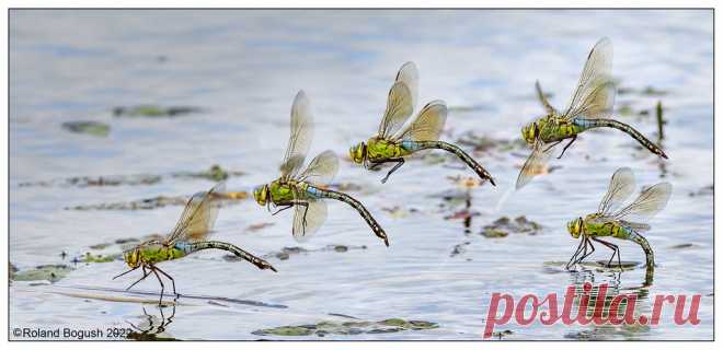 Emperor Dragonfly (f) flies right to left between egg laying sites Montage of 5 shots