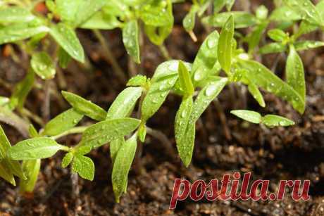 Посев семян на рассаду: методы расчета сроков - Good-Tips.Pro - Полезный журнал Методы расчета сроков посева семян на рассаду дают ответ на вопрос: "Когда сажать семена овощей на рассаду?". Три метода определения точной даты высева. -