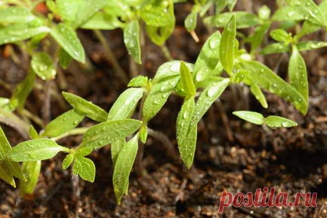 Посев семян на рассаду: методы расчета сроков - Good-Tips.Pro - Полезный журнал Методы расчета сроков посева семян на рассаду дают ответ на вопрос: 