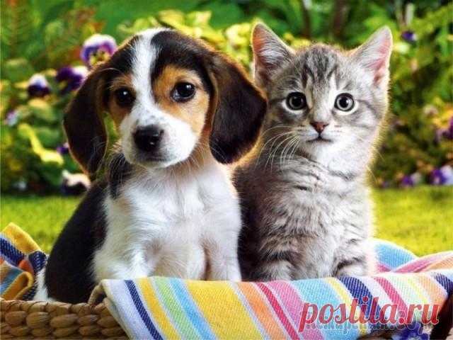 Как самостоятельно избавиться от блох у кошки и собаки? Средства от блох у кошек и собак