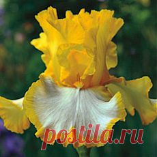ИРИСЫ