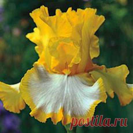 ИРИСЫ