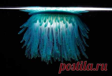 Порпиты – существа теплолюбивые, поэтому чаще всего их можно увидеть, отдающимися воле тропических течений в Тихом, Индийском, Атлантическом океане, встречаются они и в Средиземном море.

Чтобы прокормиться, порпиты пускаются в свободное плавание, но не охотятся, а ждут, когда добыча сама окажется рядом с ними. Их вполне устраивают как живые, так и погибшие мальки рыб, яйца, мелкие рачки и зоопланктон.