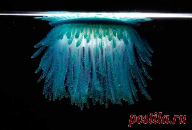 Порпиты – существа теплолюбивые, поэтому чаще всего их можно увидеть, отдающимися воле тропических течений в Тихом, Индийском, Атлантическом океане, встречаются они и в Средиземном море.

Чтобы прокормиться, порпиты пускаются в свободное плавание, но не охотятся, а ждут, когда добыча сама окажется рядом с ними. Их вполне устраивают как живые, так и погибшие мальки рыб, яйца, мелкие рачки и зоопланктон.