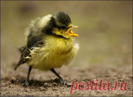 al2211958 — «Птенчик.» на Яндекс.Фотках