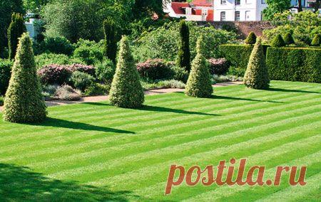 Газон своими руками: какую газонную траву купить, как и когда сеять | Твой Ремонт и Твоя дача!
