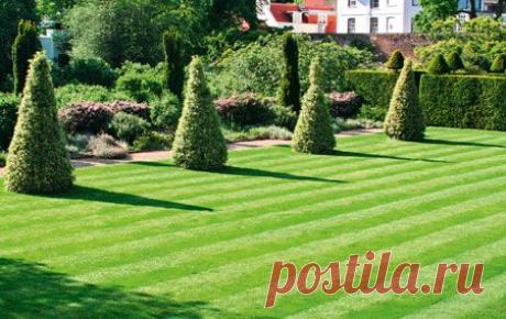 Газон своими руками: какую газонную траву купить, как и когда сеять | Твой Ремонт и Твоя дача!