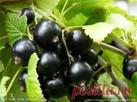 Смородину нужно постоянно омолаживать - и большой урожай вам обеспечен