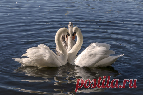 swan family greeting Explore spicspics' photos on Flickr. spicspics has uploaded 896 photos to Flickr.