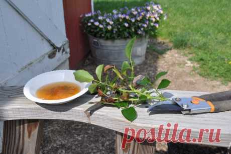 Выращиваем розы из черенков