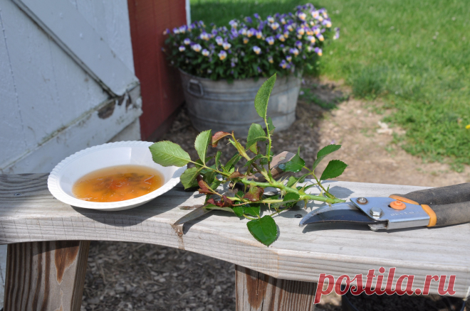 Выращиваем розы из черенков