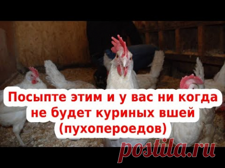 🐔 обрабатываем кур от вшей, пухопероедов и клещей