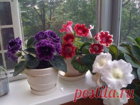 (65) Одноклассники