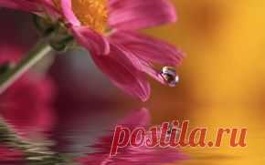 Цветы обои на рабочий стол - страница 48