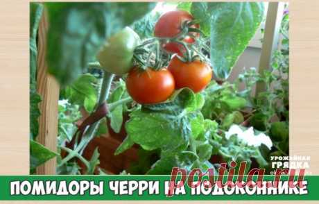 Помидоры Черри на подоконнике.
В комнатных условиях можно выращивать довольно много сортов и гибридов томатов. Но более пригодны для выращивания в домашних условиях раннеспелые томаты с невысоким компактным кустом, дружным созреванием плодов и самые неприхотливые из томатов к условиям освещенности. По этим критериям, — лучшим выбором будут томаты группы черри. Они очень декоративны, прекрасно украсят интерьер любой комнаты, имеют вкусные сладкие плоды томатов различной формы и окраски: красные,