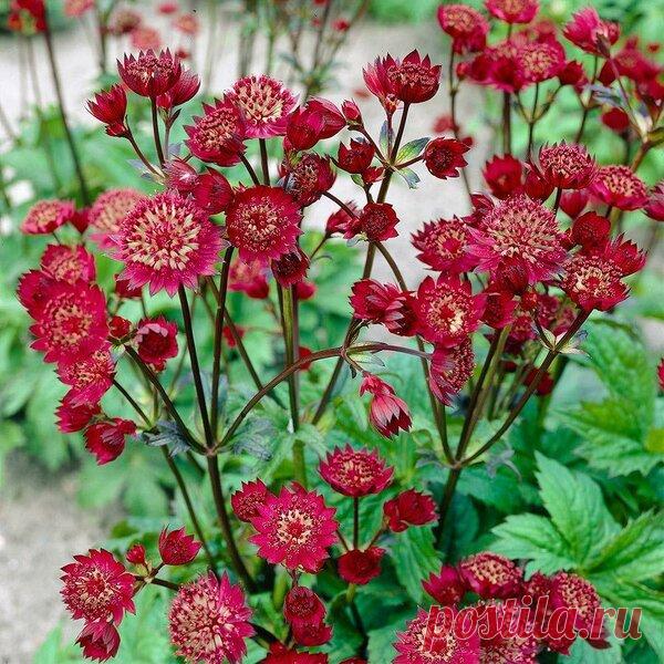 5 редких, но красивых многолетних цветов, цветущих всё лето в саду (фото + описание) | Секреты Сада | Яндекс Дзен