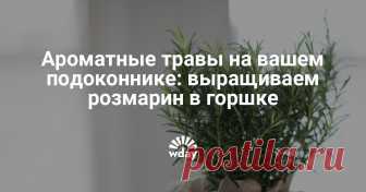 Ароматные травы на вашем подоконнике: выращиваем розмарин в горшке Розмарин — любимая приправа средиземноморских кулинаров. Свежие веточки ароматной травы не идут ни в какое сравнение с сухими пакетированными специями, поэтому попробовать вырастить розмарин в горшке обязана попробовать каждая хозяйка.