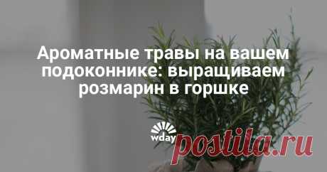 Ароматные травы на вашем подоконнике: выращиваем розмарин в горшке Розмарин — любимая приправа средиземноморских кулинаров. Свежие веточки ароматной травы не идут ни в какое сравнение с сухими пакетированными специями, поэтому попробовать вырастить розмарин в горшке обязана попробовать каждая хозяйка.